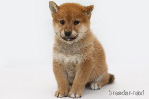 成約済の神奈川県の柴犬-342776の1枚目